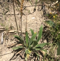Plantago varia (Native Plaintain) at Paddys River, ACT - 9 Oct 2021 by NedJohnston