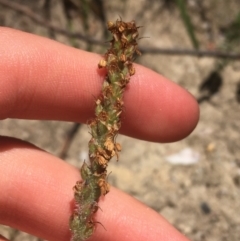 Plantago varia at Paddys River, ACT - 9 Oct 2021