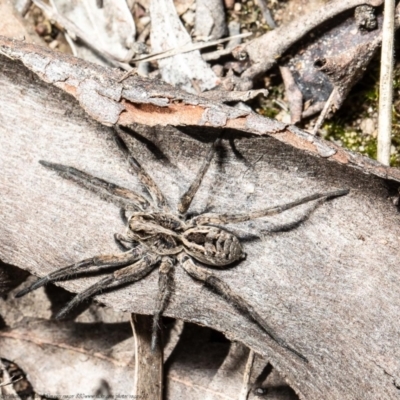 Tasmanicosa sp. (genus) (Tasmanicosa wolf spider) at Molonglo Valley, ACT - 7 Oct 2021 by Roger