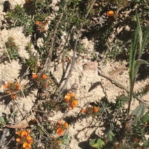 Pultenaea procumbens at Paddys River, ACT - 9 Oct 2021