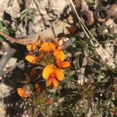 Pultenaea procumbens at Paddys River, ACT - 9 Oct 2021