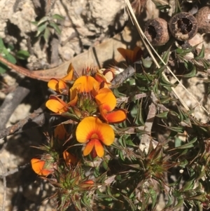 Pultenaea procumbens at Paddys River, ACT - 9 Oct 2021