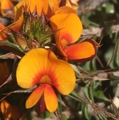 Pultenaea procumbens at Paddys River, ACT - 9 Oct 2021