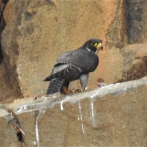 Falco peregrinus at Kambah, ACT - 10 Oct 2021