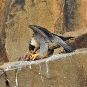 Falco peregrinus at Kambah, ACT - 10 Oct 2021 11:49 AM