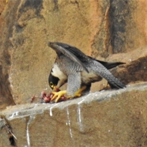 Falco peregrinus at Kambah, ACT - 10 Oct 2021