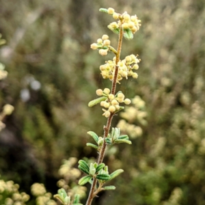 Pomaderris angustifolia at Stromlo, ACT - 10 Oct 2021 11:16 AM