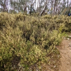 Pomaderris angustifolia at Stromlo, ACT - 10 Oct 2021 11:16 AM