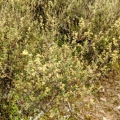 Pomaderris angustifolia at Stromlo, ACT - 10 Oct 2021 11:16 AM