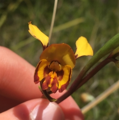 Diuris semilunulata (Late Leopard Orchid) at Paddys River, ACT - 9 Oct 2021 by Ned_Johnston