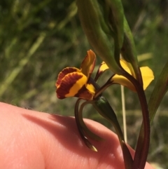 Diuris semilunulata at Paddys River, ACT - suppressed