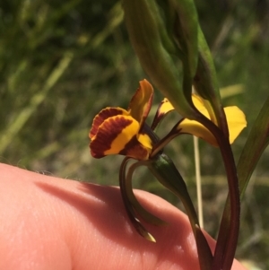 Diuris semilunulata at Paddys River, ACT - suppressed