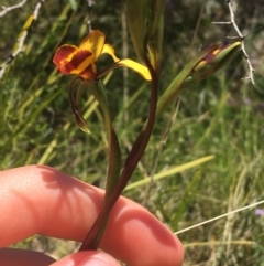 Diuris semilunulata at Paddys River, ACT - suppressed