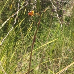 Diuris semilunulata at Paddys River, ACT - suppressed