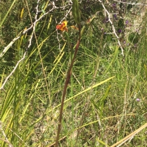 Diuris semilunulata at Paddys River, ACT - suppressed