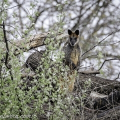 Wallabia bicolor (Swamp Wallaby) at Acton, ACT - 2 Oct 2021 by JonSteinbeck