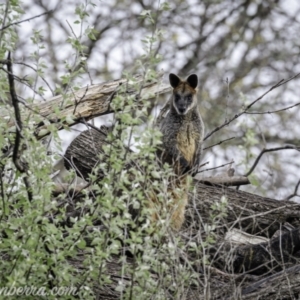 Wallabia bicolor at Acton, ACT - 2 Oct 2021