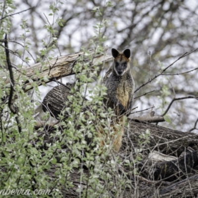 Wallabia bicolor (Swamp Wallaby) at Acton, ACT - 2 Oct 2021 by JonSteinbeck