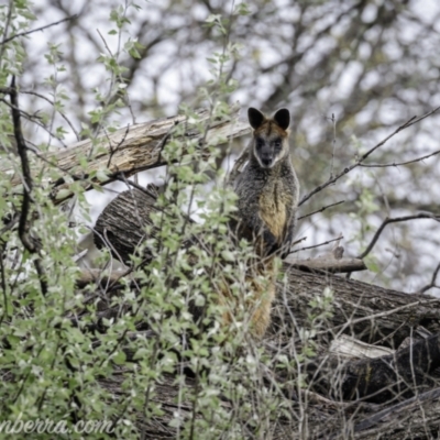 Wallabia bicolor (Swamp Wallaby) at Lake Burley Griffin West - 1 Oct 2021 by BIrdsinCanberra