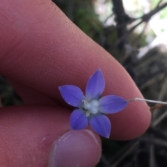 Wahlenbergia sp. (Bluebell) at Paddys River, ACT - 9 Oct 2021 by NedJohnston