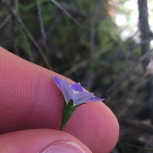 Wahlenbergia sp. at Paddys River, ACT - 9 Oct 2021