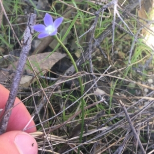 Wahlenbergia sp. at Paddys River, ACT - 9 Oct 2021