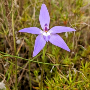 Glossodia major at Stromlo, ACT - 10 Oct 2021