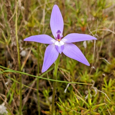 Glossodia major (Wax Lip Orchid) at Bullen Range - 10 Oct 2021 by HelenCross