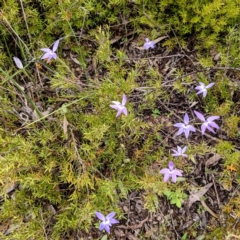 Glossodia major at Stromlo, ACT - 10 Oct 2021