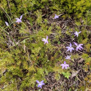 Glossodia major at Stromlo, ACT - 10 Oct 2021