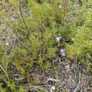 Glossodia major at Stromlo, ACT - suppressed