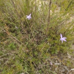 Glossodia major at Stromlo, ACT - suppressed