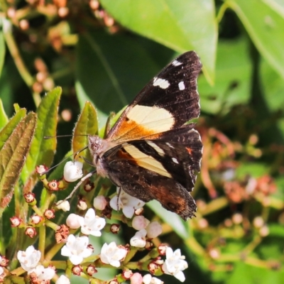 Vanessa itea (Yellow Admiral) at Watson, ACT - 8 Oct 2021 by Sarah2019