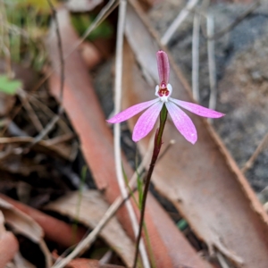 Caladenia fuscata at Stromlo, ACT - 10 Oct 2021