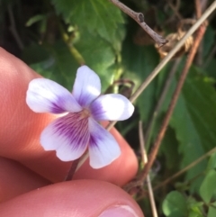 Viola hederacea (Ivy-leaved Violet) at Tidbinbilla Nature Reserve - 9 Oct 2021 by NedJohnston