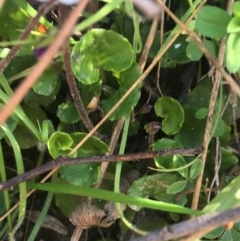 Viola hederacea at Paddys River, ACT - 9 Oct 2021