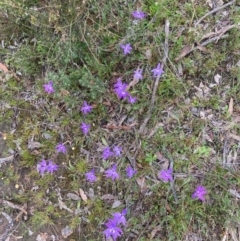 Glossodia major (Wax Lip Orchid) at Bungendore, NSW - 10 Oct 2021 by yellowboxwoodland