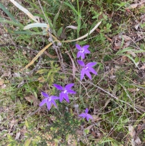 Glossodia major at Bungendore, NSW - 10 Oct 2021