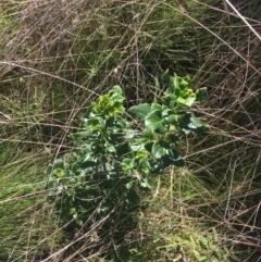 Coprosma hirtella (Currant Bush) at Paddys River, ACT - 9 Oct 2021 by NedJohnston