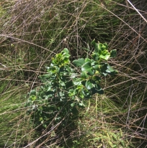 Coprosma hirtella at Paddys River, ACT - 9 Oct 2021