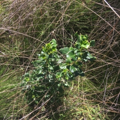 Coprosma hirtella (Currant Bush) at Paddys River, ACT - 9 Oct 2021 by Ned_Johnston