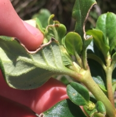 Coprosma hirtella at Paddys River, ACT - 9 Oct 2021