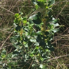 Coprosma hirtella at Paddys River, ACT - 9 Oct 2021