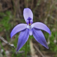 Glossodia major (Wax Lip Orchid) at Bullen Range - 10 Oct 2021 by JohnBundock