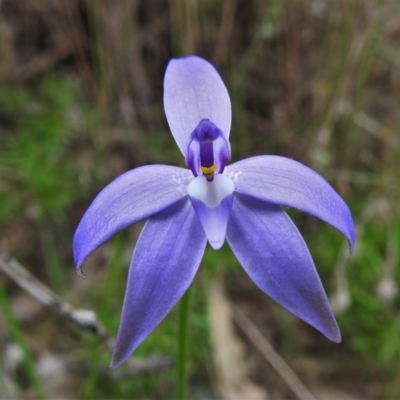 Glossodia major (Wax Lip Orchid) at Bullen Range - 10 Oct 2021 by JohnBundock