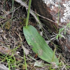 Glossodia major at Paddys River, ACT - suppressed