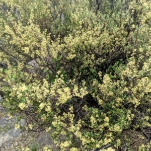 Pomaderris angustifolia at Stromlo, ACT - 10 Oct 2021