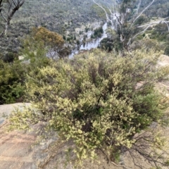 Pomaderris angustifolia at Stromlo, ACT - 10 Oct 2021 11:55 AM