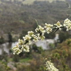 Discaria pubescens at Stromlo, ACT - 10 Oct 2021