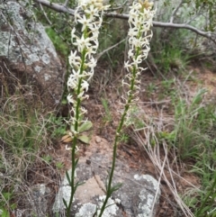Stackhousia monogyna (Creamy Candles) at Greenway, ACT - 10 Oct 2021 by MB